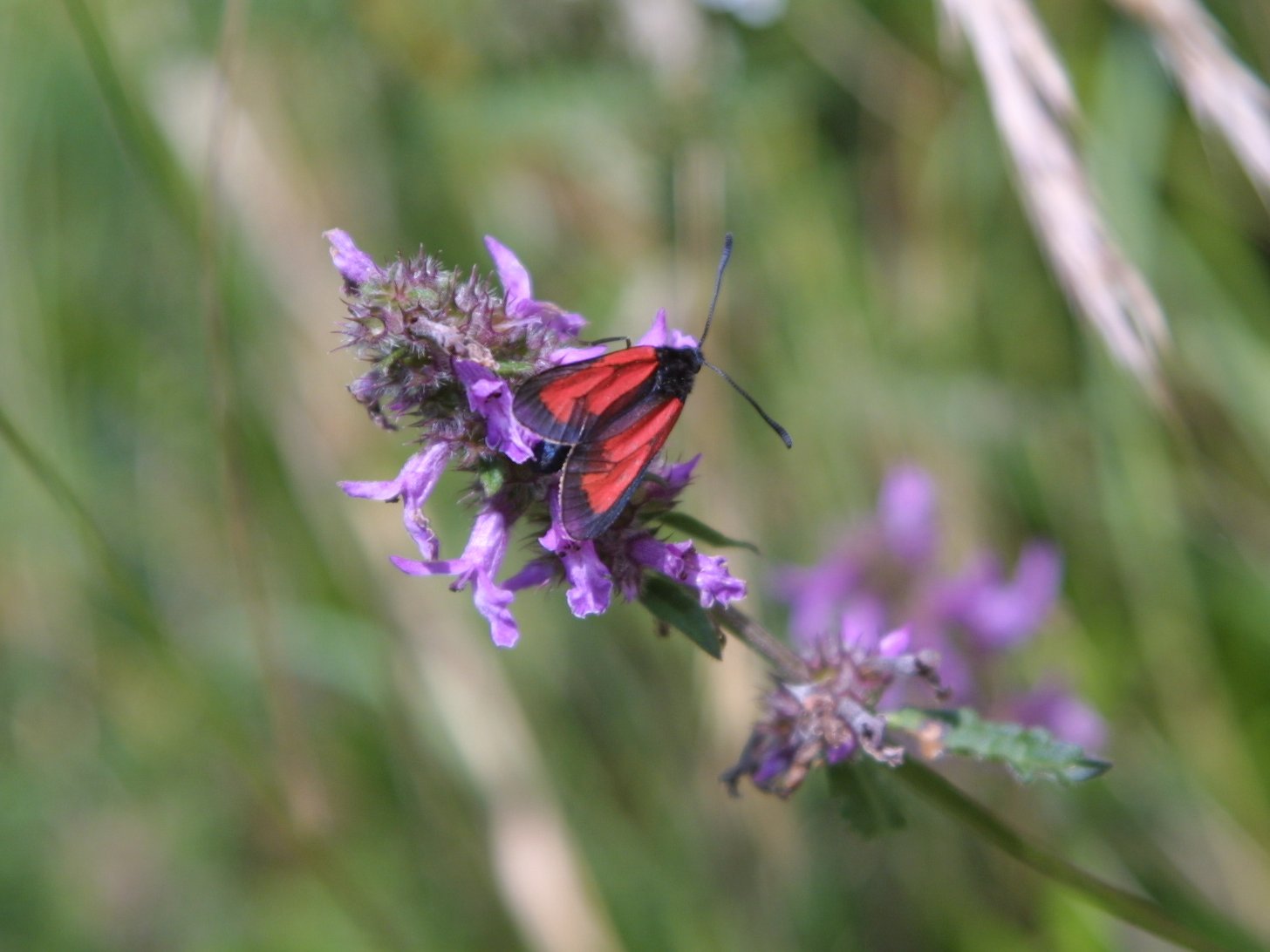 Zygaena purpuralis